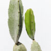 Bronxensis Blue Dragon Plant (hylocereus bronxensis)