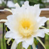 Thomson G2 Dragon Fruit Plant (hylocereus guatemalensis)