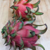 Costa Rican Cebra Dragon Fruit Plant (hylocereus polyrhizus)