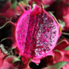 Sweet Pink Dragon Fruit Cactus (hylocereus polyrhizus)