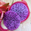 Sweet Pink Dragon Fruit Plant (hylocereus polyrhizus)