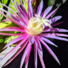 Bruni Green Dragon Fruit Plant (hylocereus stenopterus)