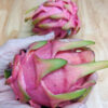 Thai White Dragon Fruit Plant (hylocereus undetus)