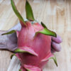 Giant Vietnamese Jaina White Dragon Fruit Plant (hylocereus undetus)