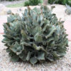 Beharensis Fang Kalanchoe Plant (succulent)