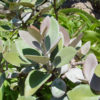 Lg. Fuzzy Cardboard Plant (kalanchoe orgyallis)