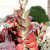 Lg. Donkey Ears Plant (kalanchoe thyrsiflora)