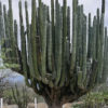 Lg. Arizona Organ Pipe Cactus Plant (lemaireocereus thurberi)