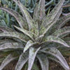 Lg. Mangave Freckles and Speckles ppaf (agave x manfreda)