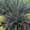 Lg. Mangave Pineapple Express pp28613 (agave x manfreda)
