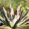 Lg. Manfreda Bloodspot (manfreda sp)