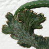 Blue Alien Finger Cactus Plant (monvillea spegazzinii cristata)