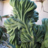 Stunning Blue Crest Cactus (myrtillocactus geometrizans cristata)