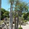 Lg. Flowering Silver Branching Madagascar Succulent Palm (pachypodium geayi)