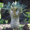 Stumpy Madagascar Palm (pachypodium horombense)