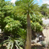 Giant Madagascar Palm (pachypodium laneri)