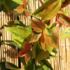 Lemon Vine Plant (pereskia aculeata godseffiana)