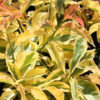 XL Lemon Vine Plant (pereskia aculeata godseffiana)