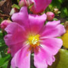 Lg. Fruiting Pink Rose Cactus (pereskia grandifolia)