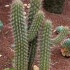 Lg. Dwarf Saguaro Cactus (pilocereus gouneli)