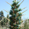 Lg. Sapphire Tower Super Teal Plant (puya alpestris)