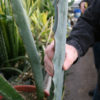 Lg. Gorgeous Kiboko African Super Clone, Largest Known Snake Plant (sansevieria)