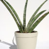 XXL Sansevieria USDA Blue Sword (snake plant)