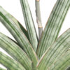 XXL Sansevieria Caulescens Ice Blue (snake plant)