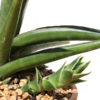 Sansevieria Caulescens African Traveler (snake plant)