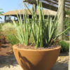 XL Sansevieria Cylindrica (snake plant)