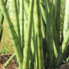 Sansevieria Cylindrica (snake plant)