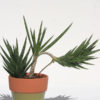 Lg. Sansevieria Francisii (snake plant)