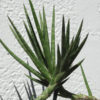 Sansevieria Francisii (snake plant)
