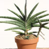 Sansevieria Kenya Beauty (snake plant)