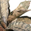 XL Sansevieria Kirkii Pulchra Coppertone (snake plant)