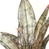 Lg. Sansevieria Kirkii Pulchra Coppertone (snake plant)