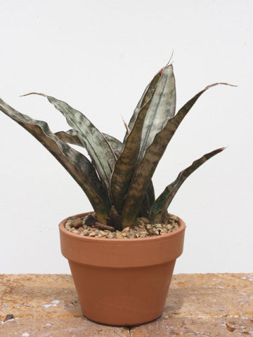 Lg. Sansevieria Kirkii Pulchra Coppertone (snake plant) – Thorny Bastards