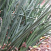 XXL Sansevieria Schwein Forth (snake plant)