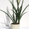 Sansevieria Stelette (snake plant)