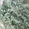 Silver Dollar Plant (xerosicyos danguyi)