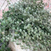 XL Silver Dollar Plant (xerosicyos danguyi)