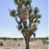Joshua Tree Yucca (yucca brevifolia)