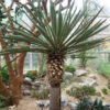 Giant Dagger Yucca (yucca carnerosana)