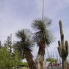 Palmella Soaptree Yucca (yucca elata)