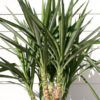 Lg. Spineless Silver Giant Yucca Plant (yucca elephantipes)