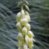 Yellow Bell Yucca (yucca glauca angustifolia)
