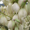 Wide Leaf Yucca Gloriosa (yucca gloriosa)