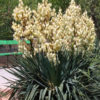 Lg. Wide Leaf Yucca Gloriosa (yucca gloriosa)