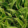 Variegated Mound Yucca (yucca gloriosa variegata)