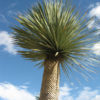 Blue Beaked Yucca (yucca rostrata)